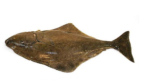 HALIBUT.PNG